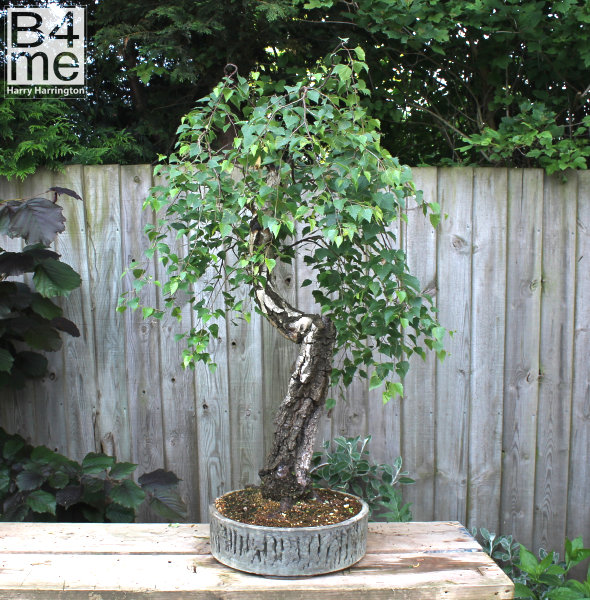 birch bonsai